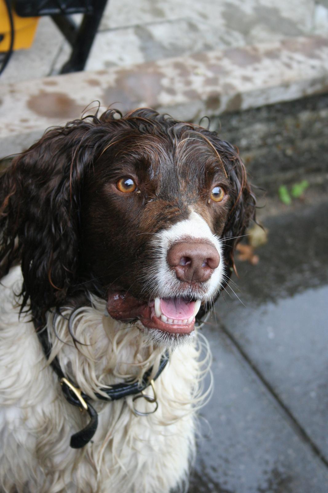 Engelsk springer spaniel Rollo billede 1
