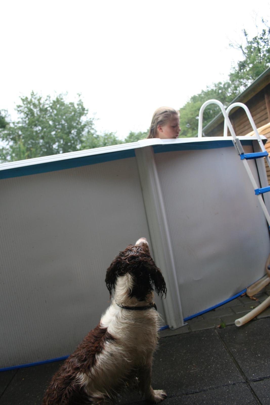 Engelsk springer spaniel Rollo billede 10