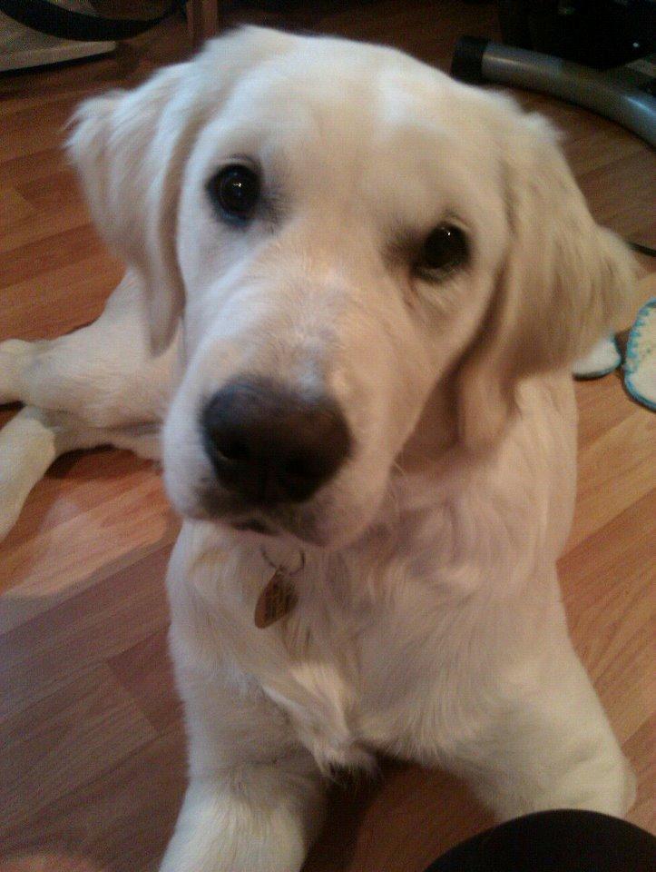 Golden retriever Molly billede 2