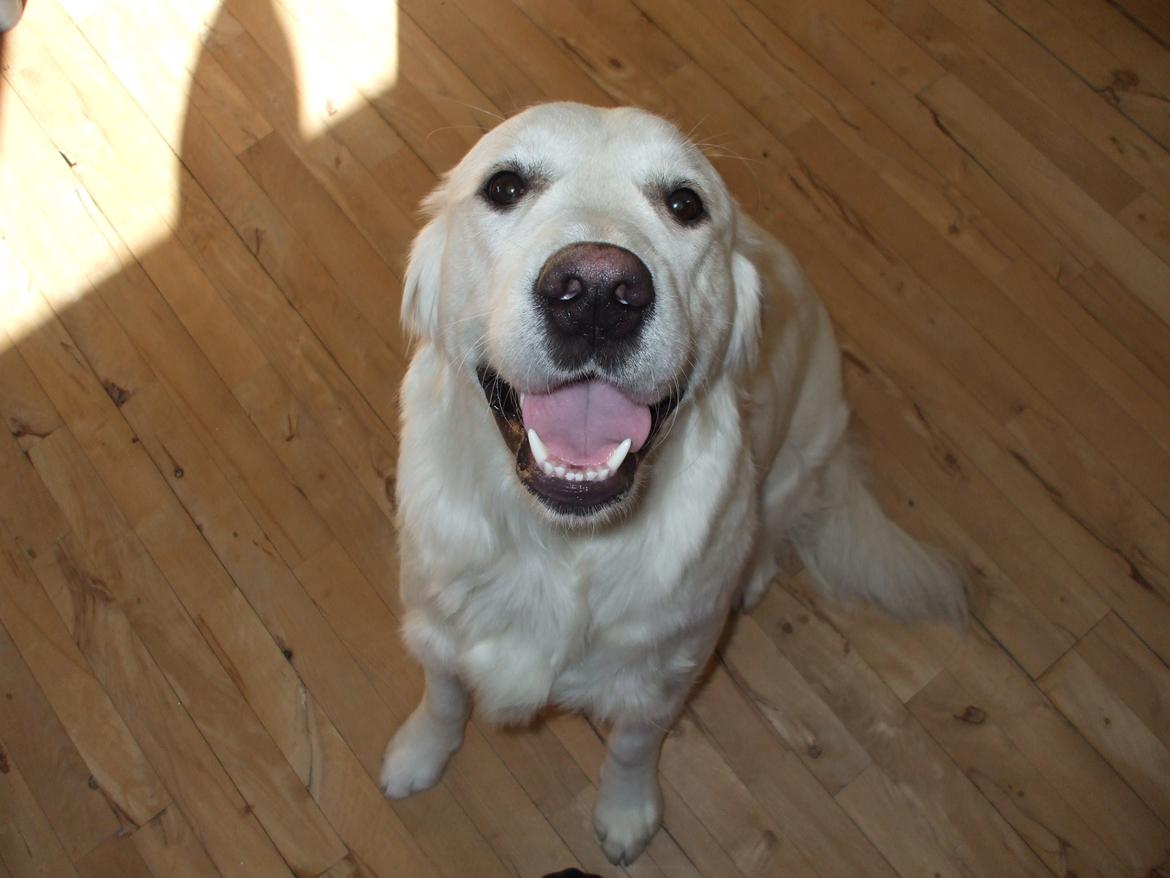 Golden retriever Molly billede 1