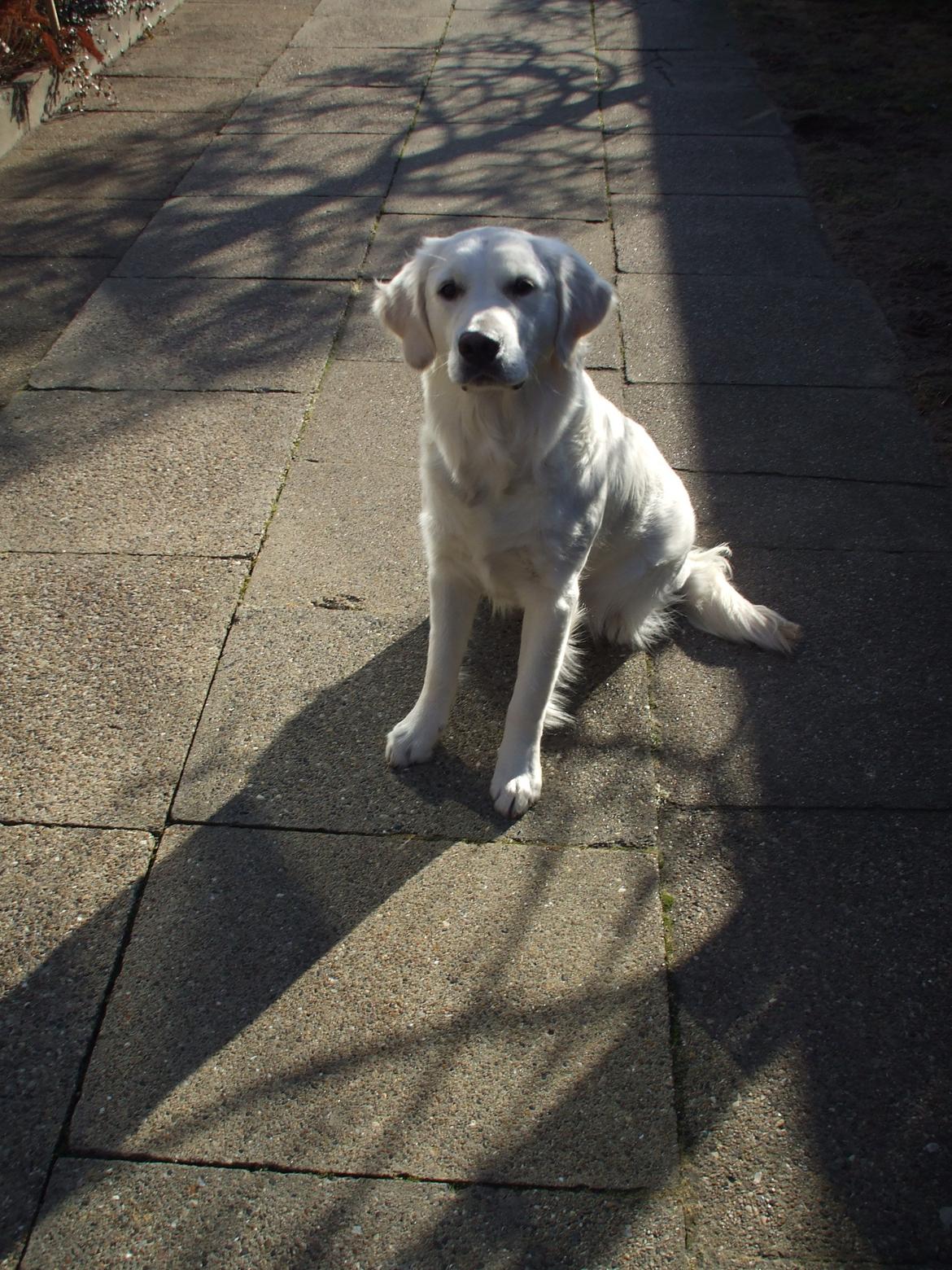 Golden retriever Molly billede 3