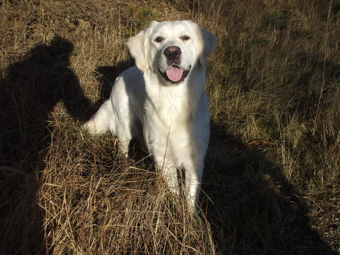 Golden retriever Molly billede 4