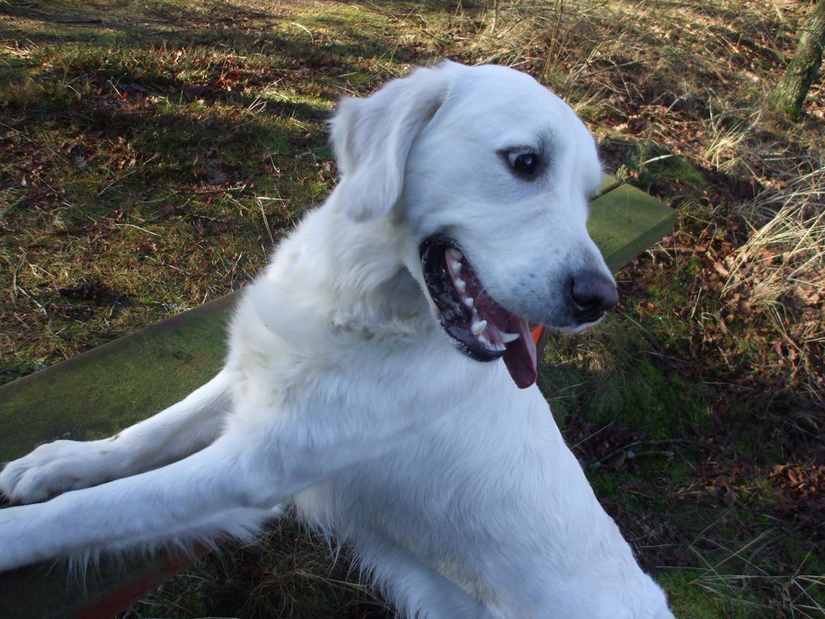 Golden retriever Molly billede 5