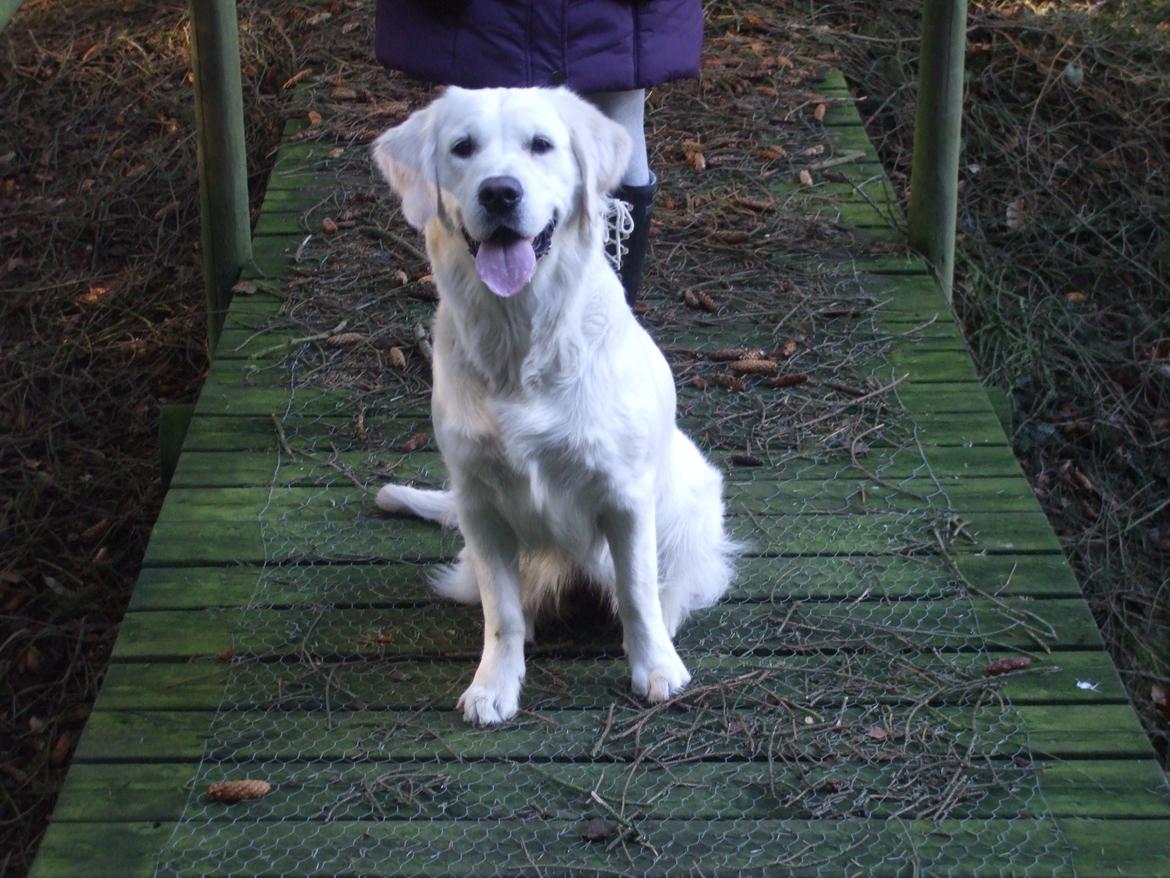 Golden retriever Molly billede 6