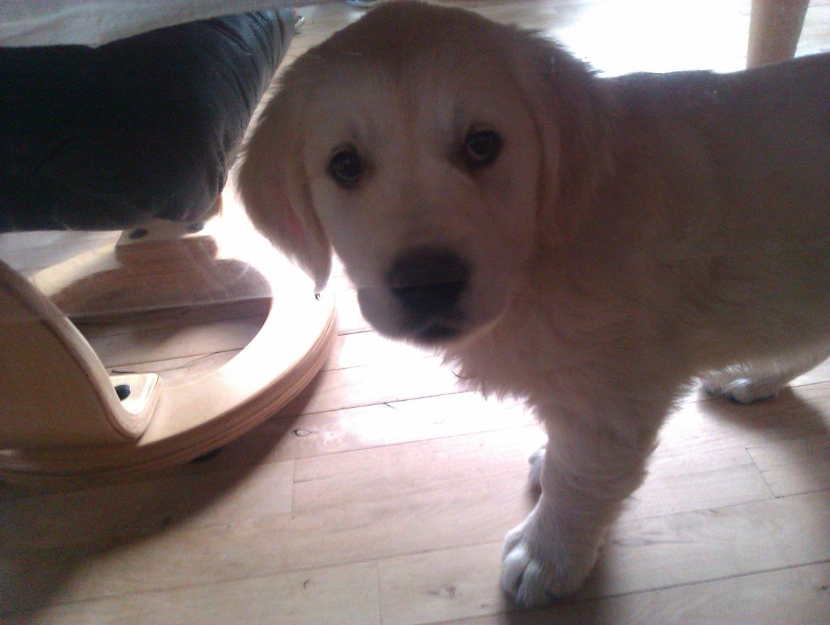 Golden retriever Molly billede 7