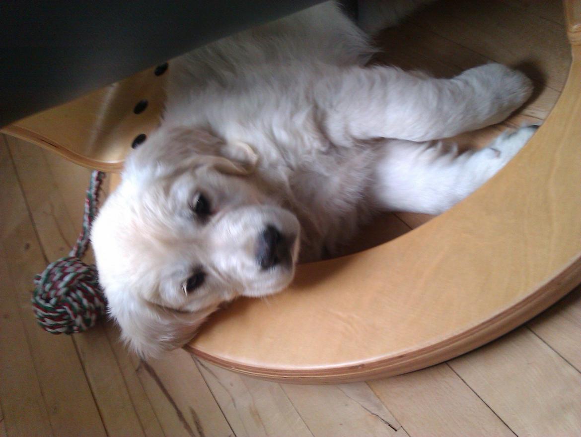 Golden retriever Molly billede 8