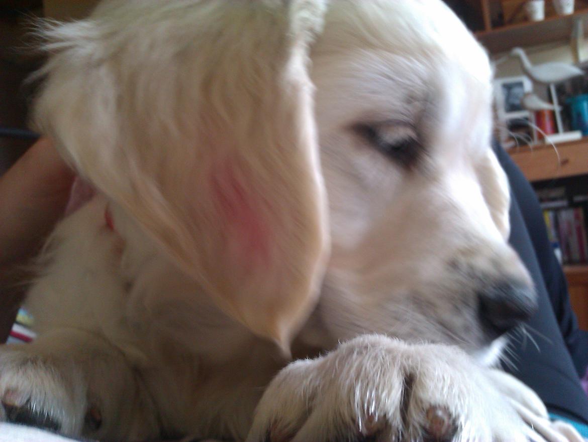 Golden retriever Molly billede 9