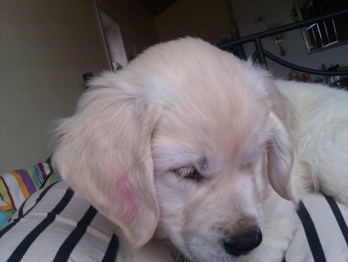 Golden retriever Molly billede 10