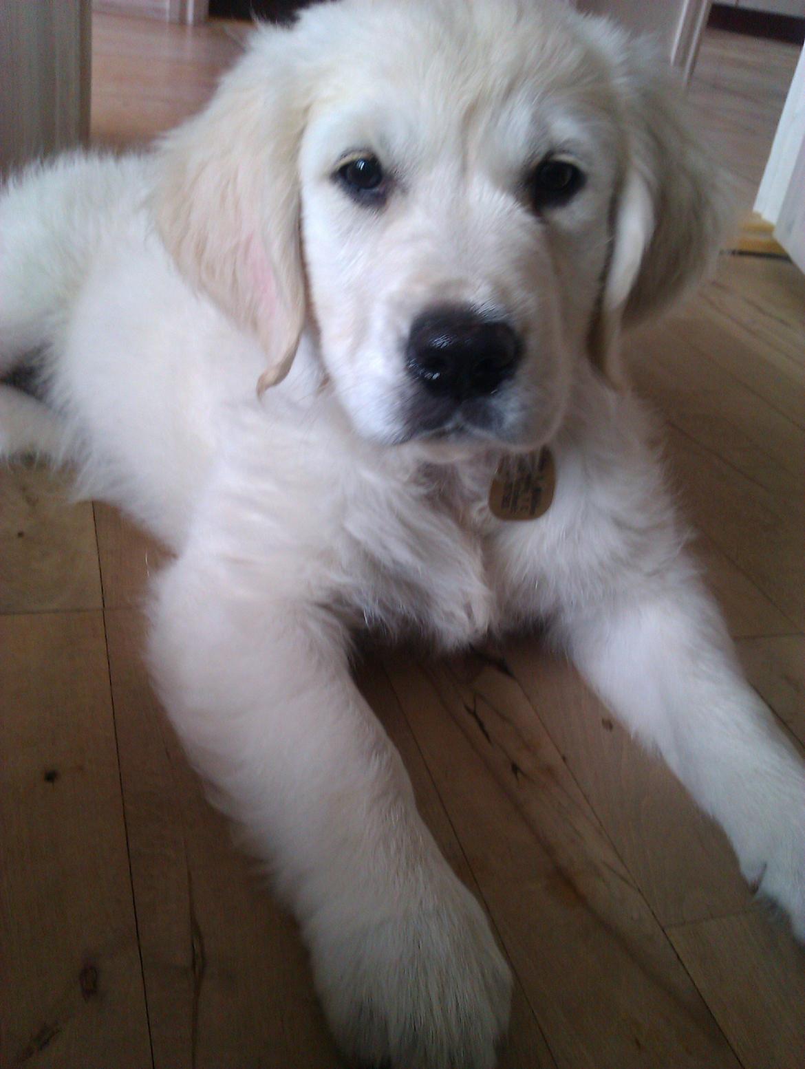 Golden retriever Molly billede 11