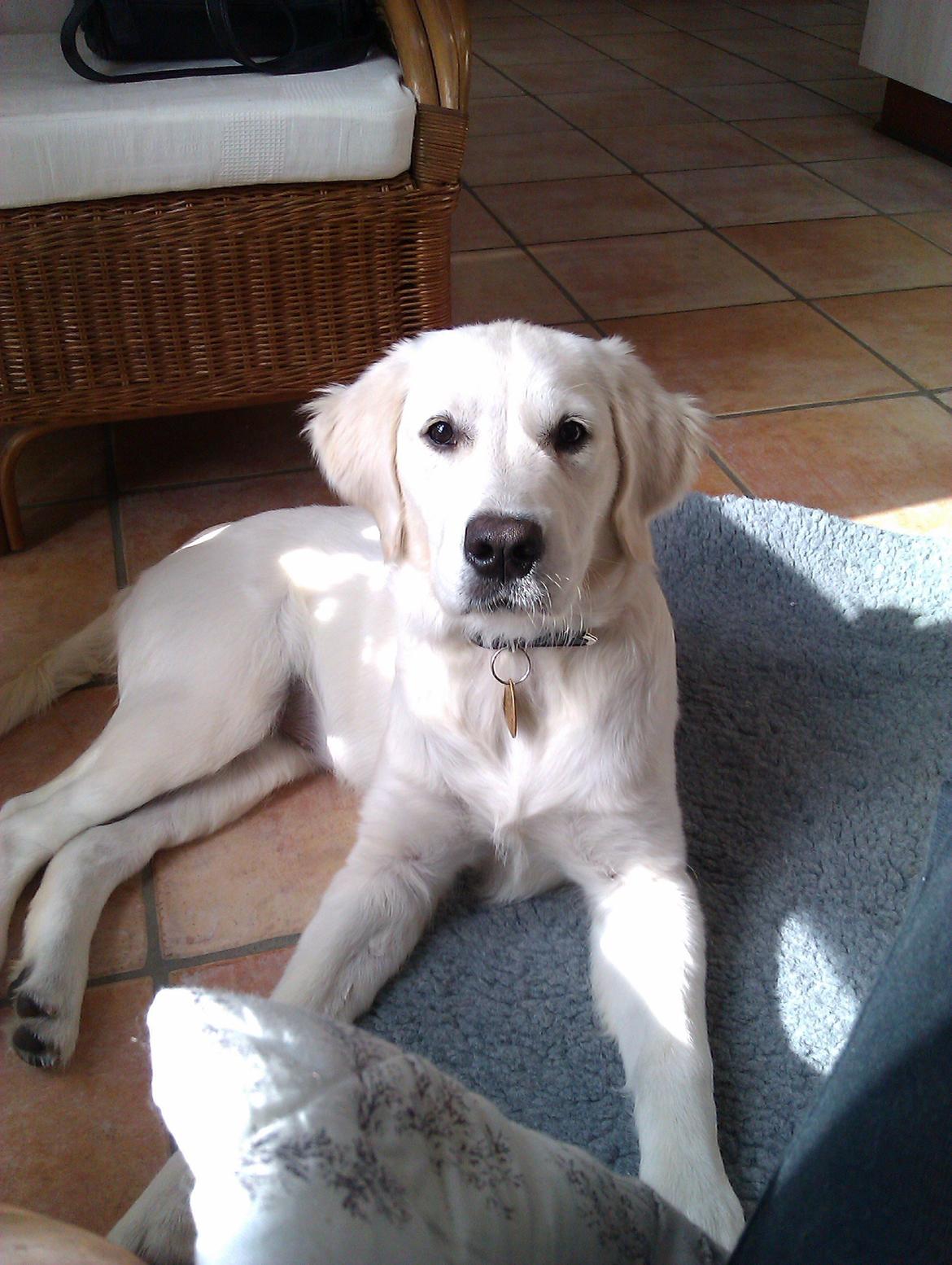 Golden retriever Molly billede 12