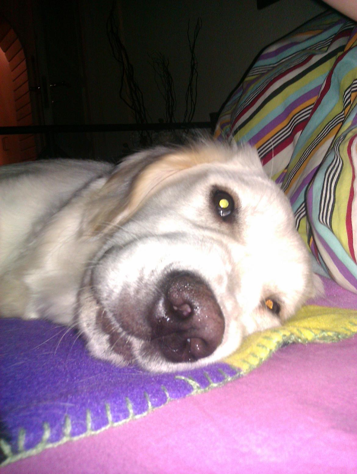 Golden retriever Molly billede 13