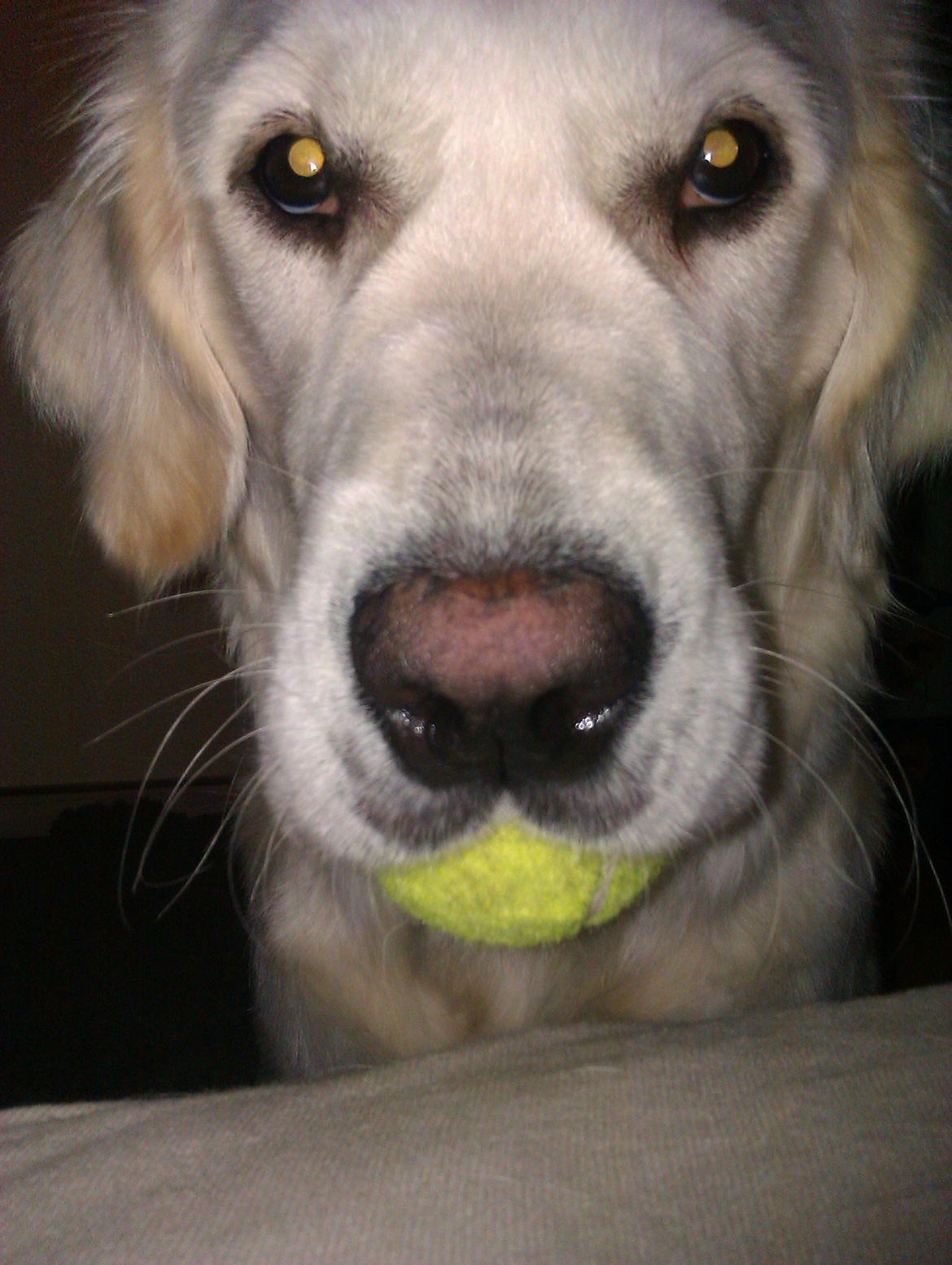 Golden retriever Molly - Leg med mig ..... billede 14