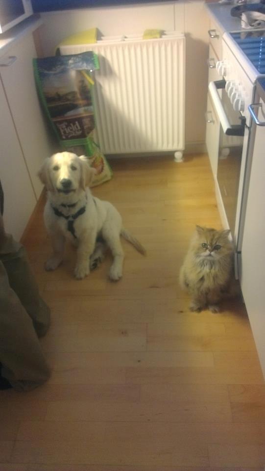 Golden retriever Tor billede 6