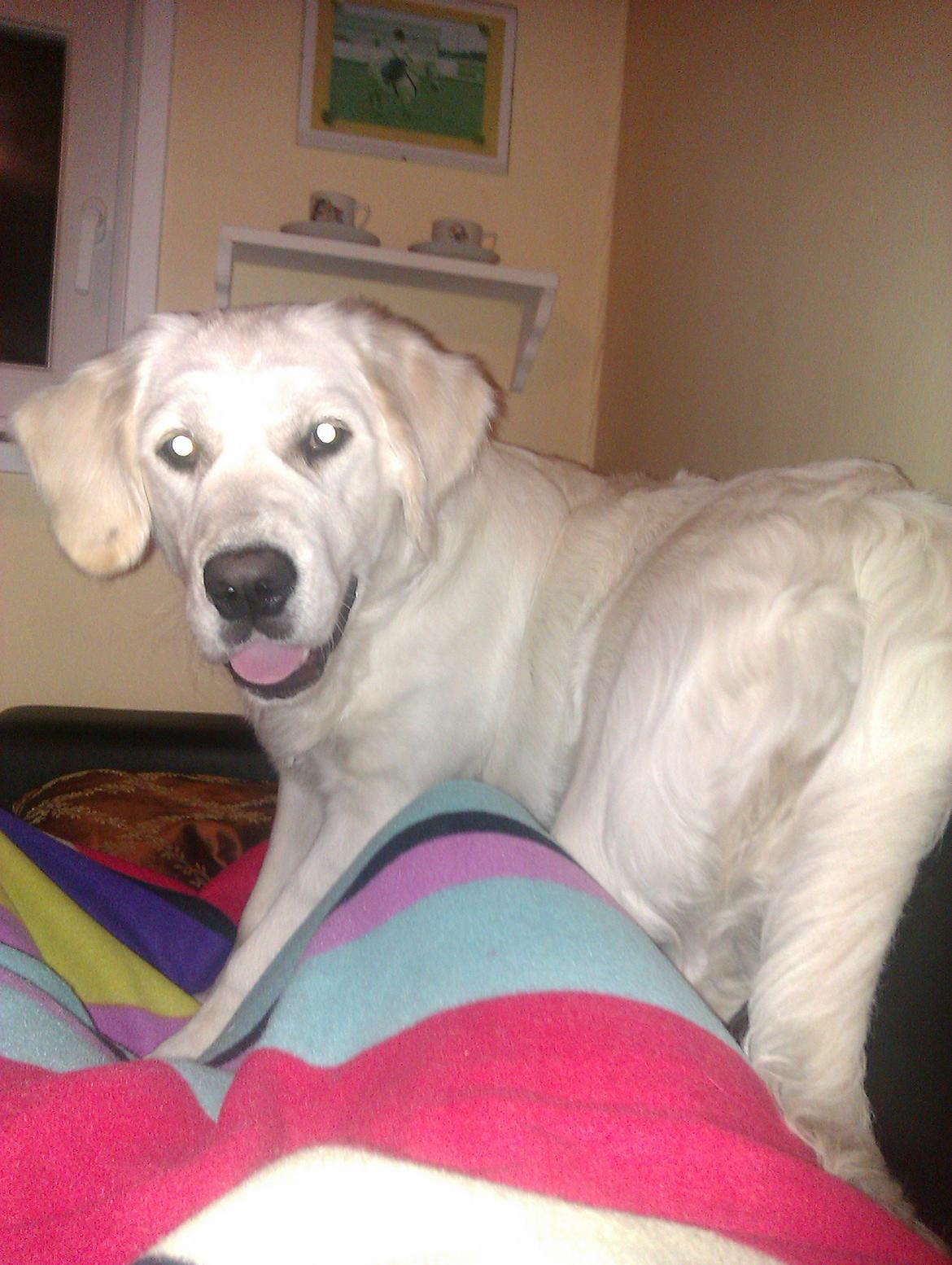 Golden retriever Molly billede 15