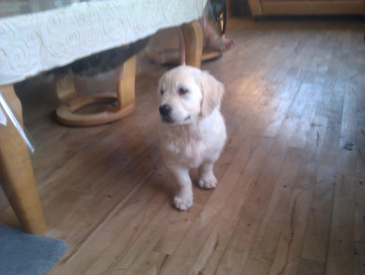 Golden retriever Molly billede 16