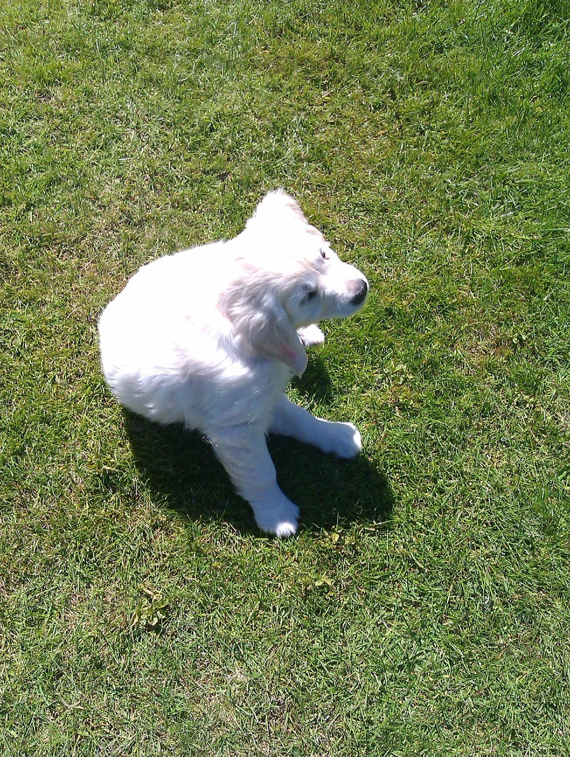 Golden retriever Molly billede 17