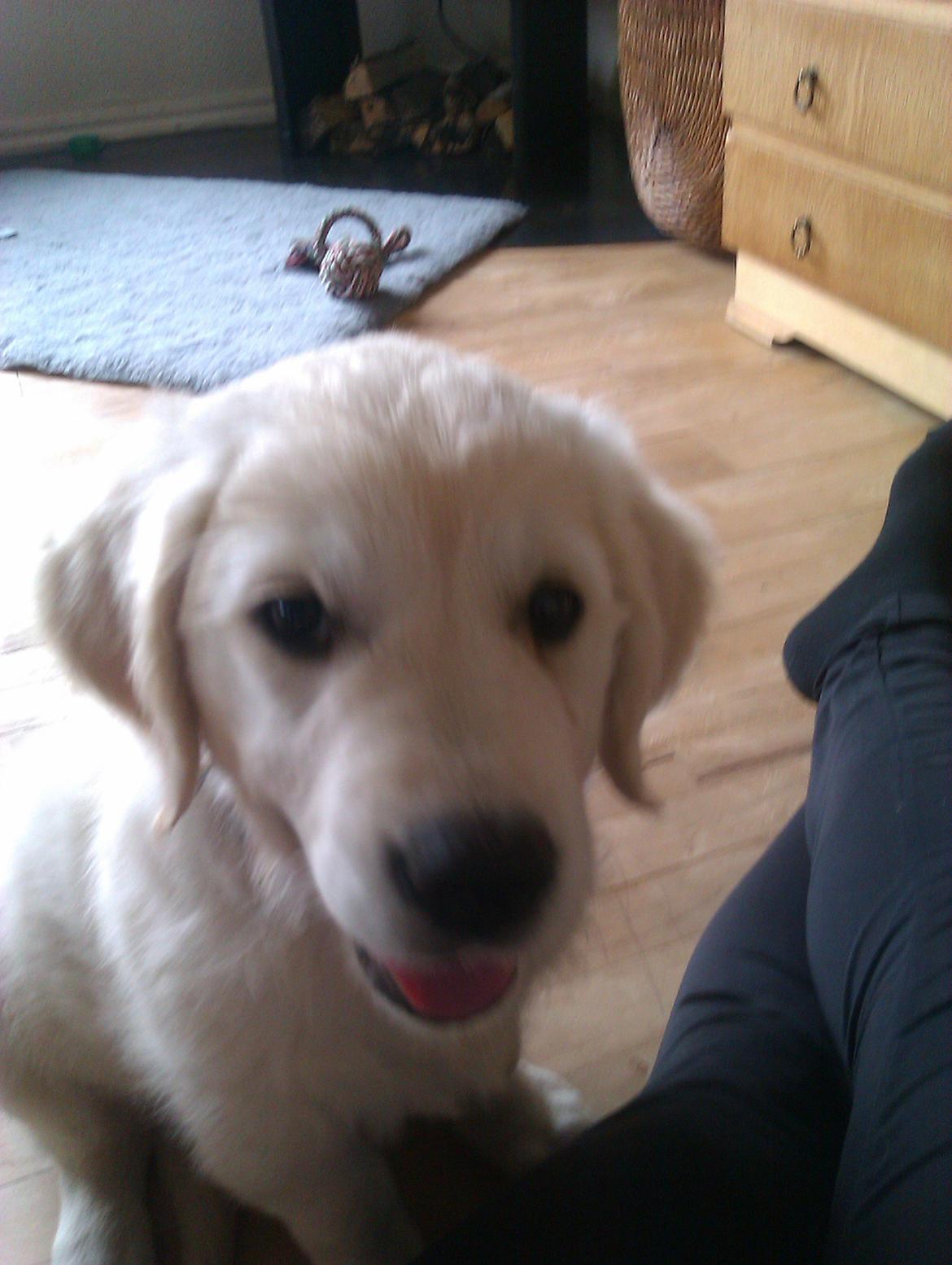 Golden retriever Molly billede 18