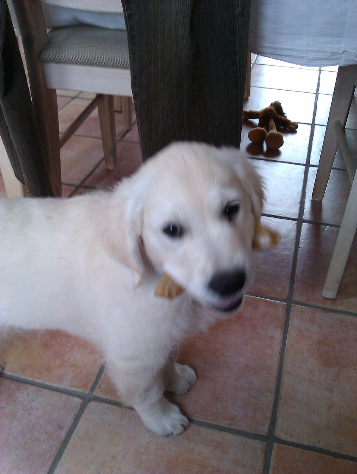 Golden retriever Molly billede 19