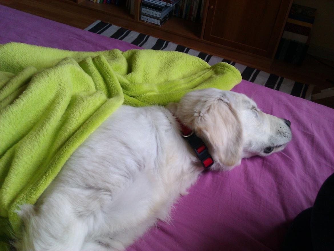 Golden retriever Molly billede 20