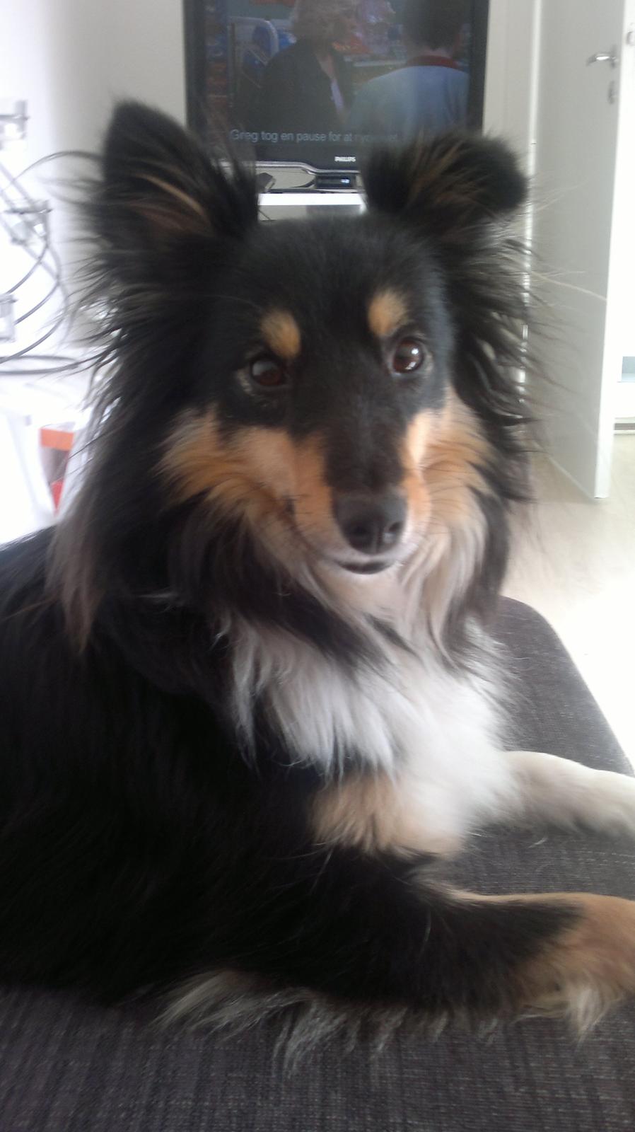 Shetland sheepdog Macons Annabell {himmelhund}  billede 9