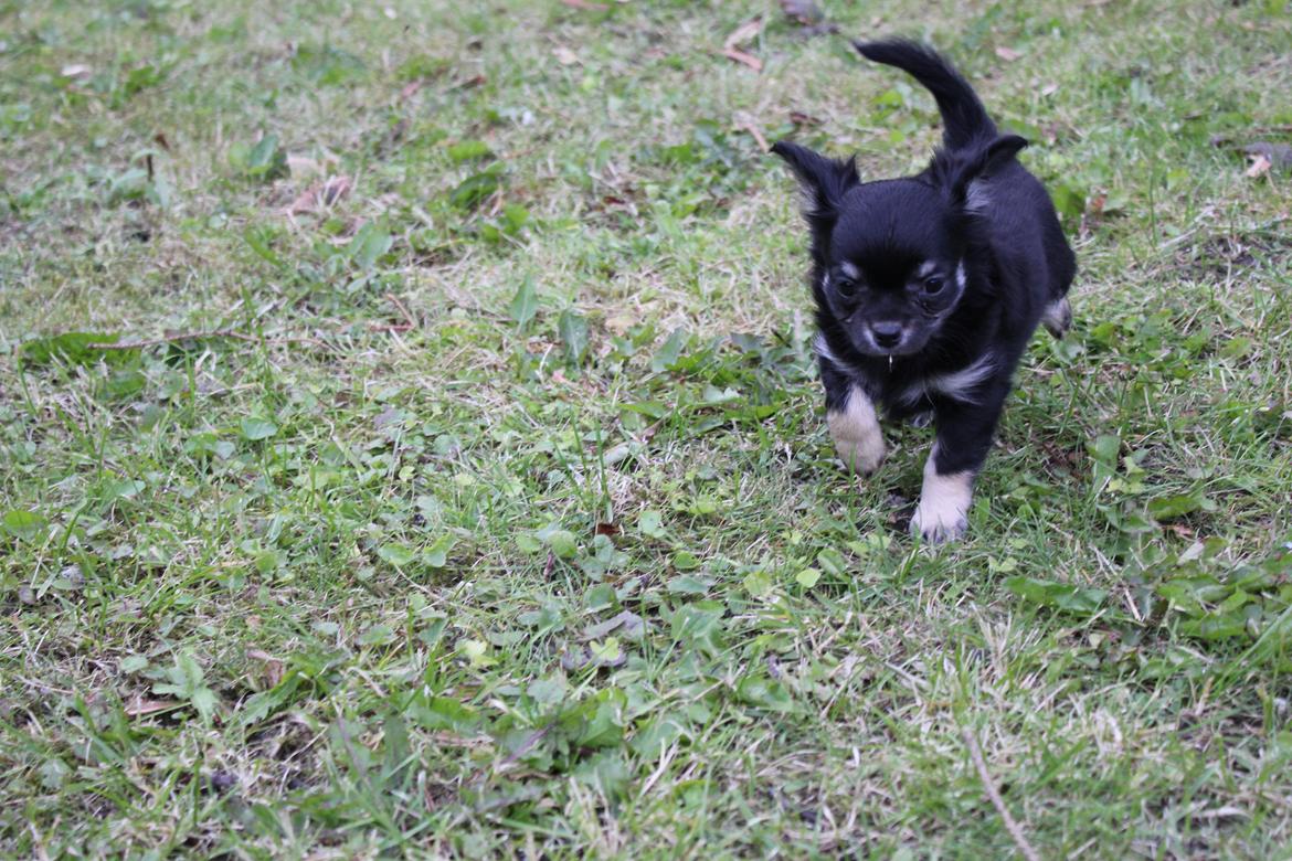 Chihuahua Dipsy billede 2