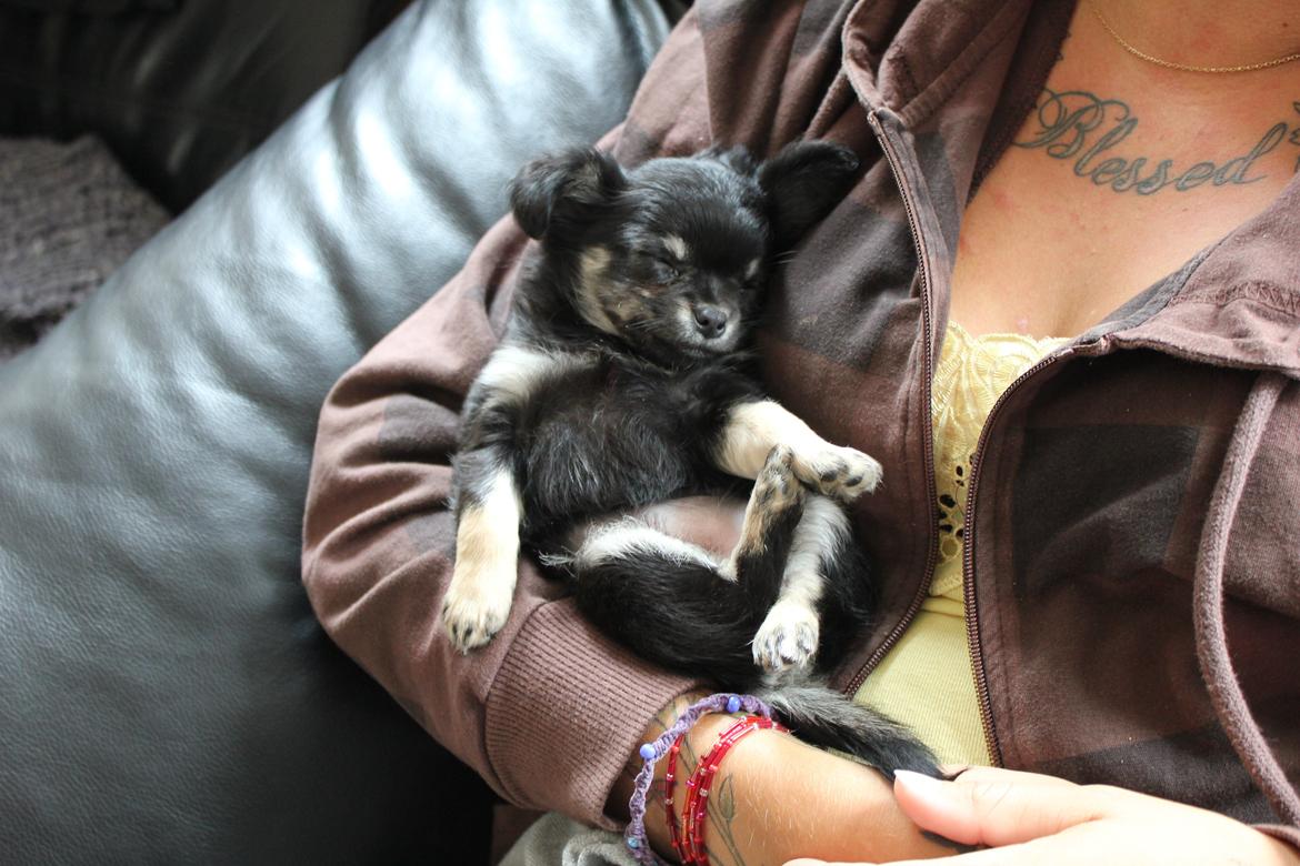 Chihuahua Dipsy billede 3