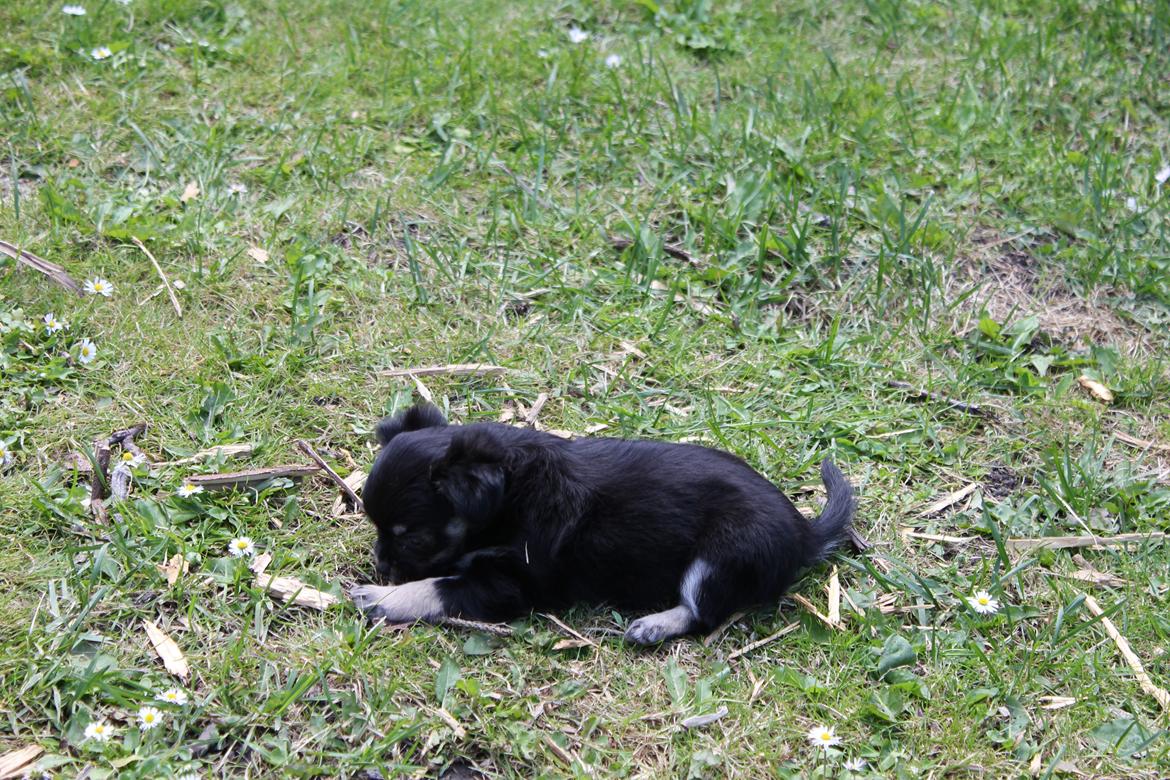 Chihuahua Dipsy billede 5