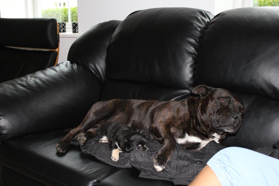 Chihuahua Dipsy billede 6