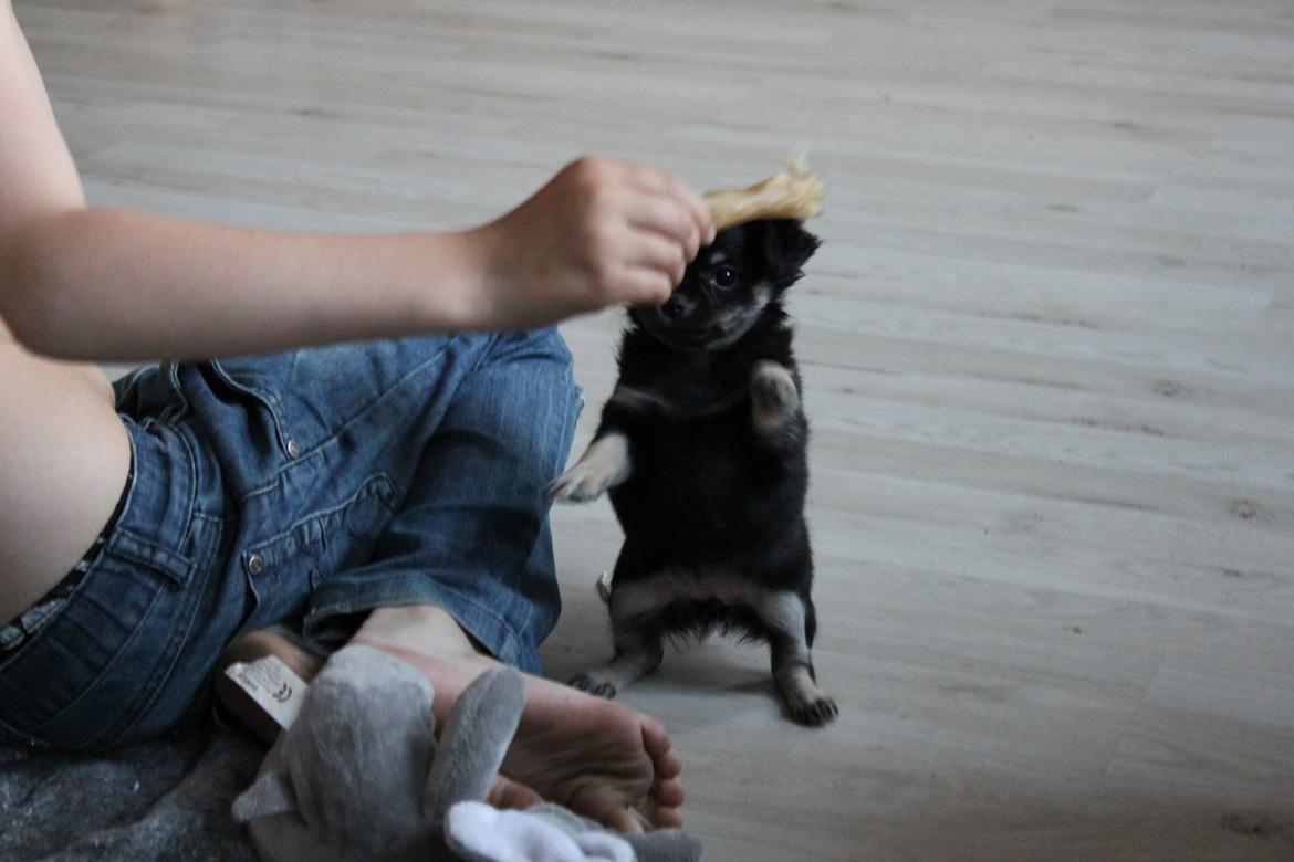 Chihuahua Dipsy billede 7