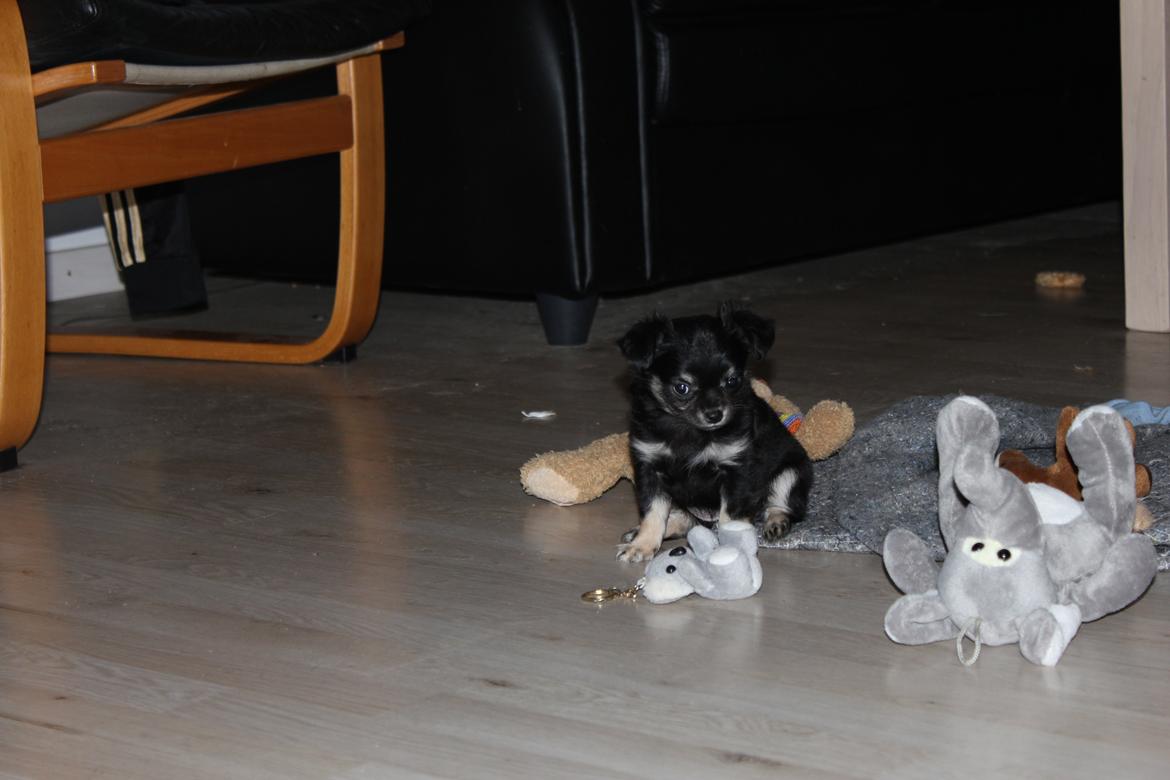 Chihuahua Dipsy billede 8