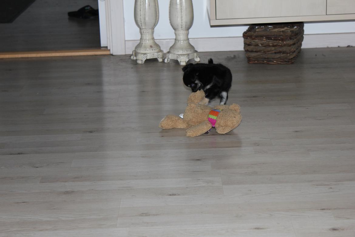 Chihuahua Dipsy billede 9