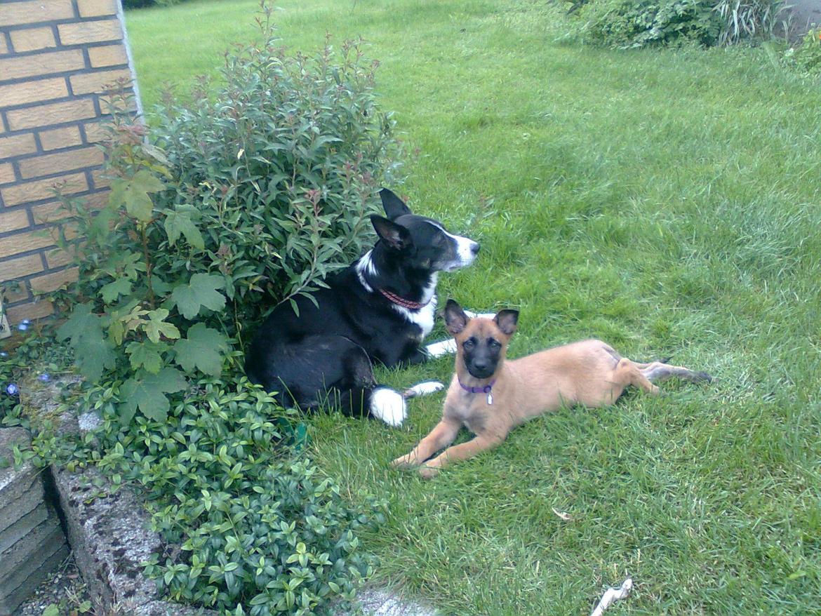 Malinois Halley vom Lobertal - Píla og Halley (8 uger). Píla synes mest, at Halley er en irriterende møgunge. Kan man ikke undgå ungen, så kan man da i hvert fald ignorere hende ;-) billede 20