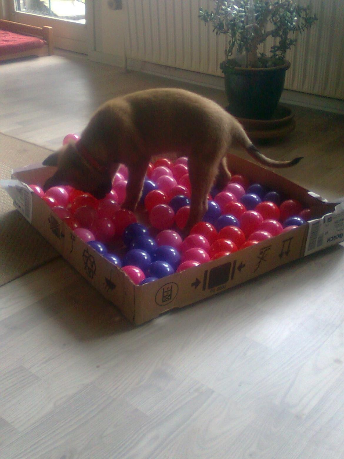 Malinois Halley vom Lobertal - Halleys første aktiverings legetøj. En kasse med bolde. Både underholdende og god for motorikken. Og der kan gemmes guffer mellem boldene. Så går tiden med det, og hunden bliver så dejlig træt i hovedet billede 19