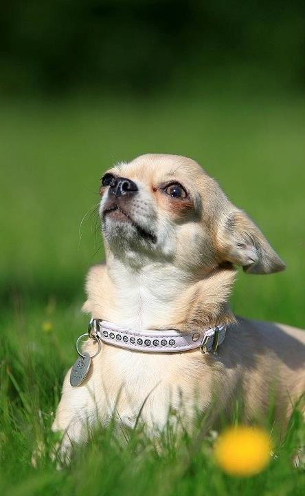 Chihuahua Baby'Loo Tequila billede 1