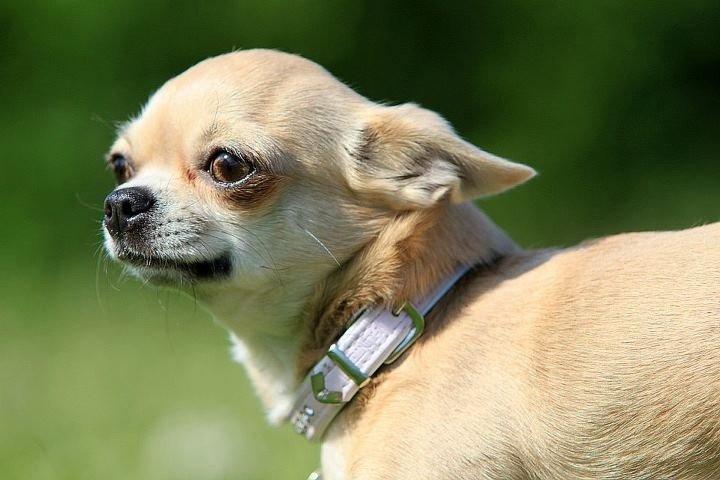 Chihuahua Baby'Loo Tequila - 3 år gammel billede 10