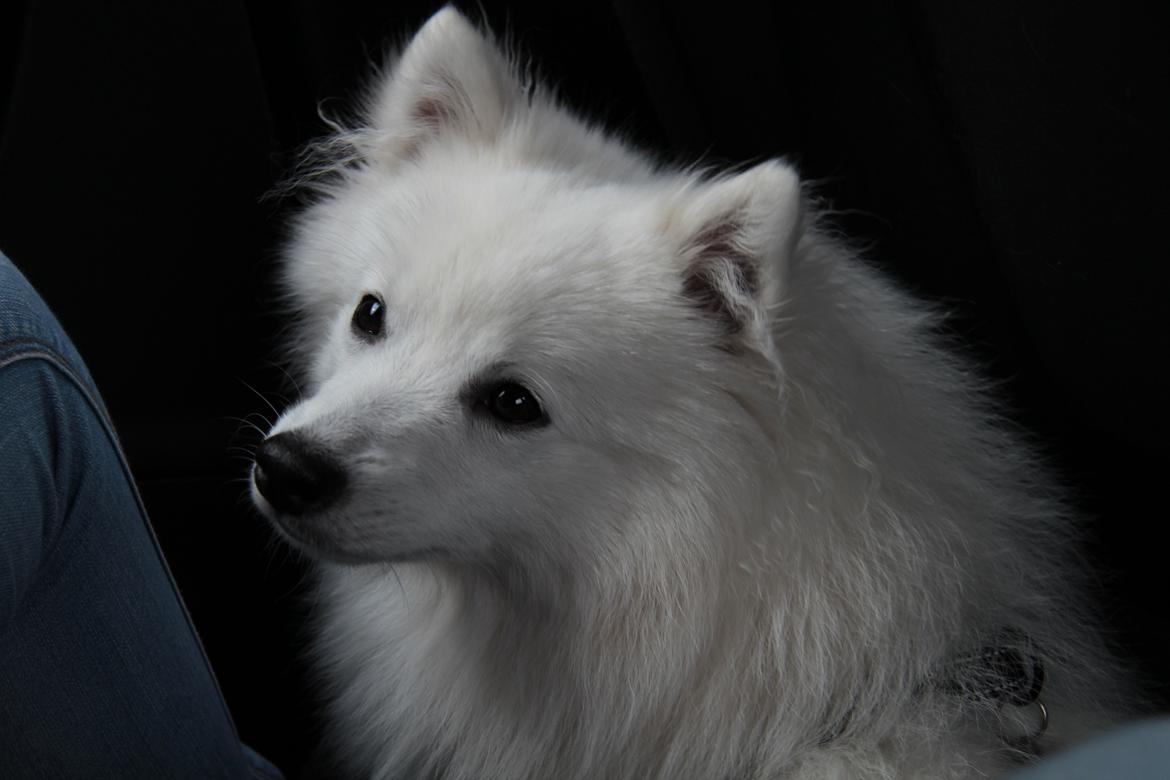 Japansk spids Kioko - Smuk hund! billede 10