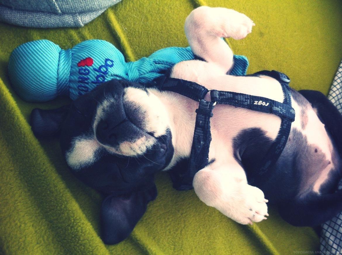 Boston terrier Bodil - 10 uger billede 3