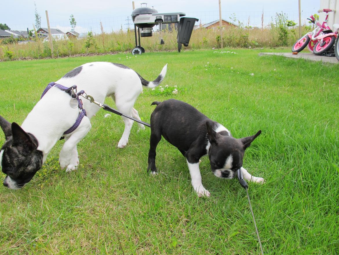 Boston terrier Bodil - 10 uger billede 4