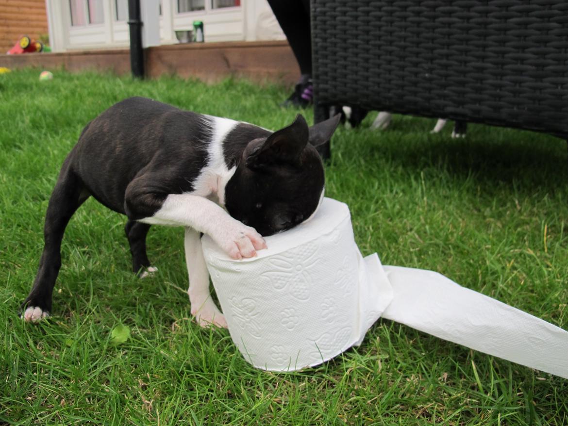 Boston terrier Bodil - 10 uger billede 5