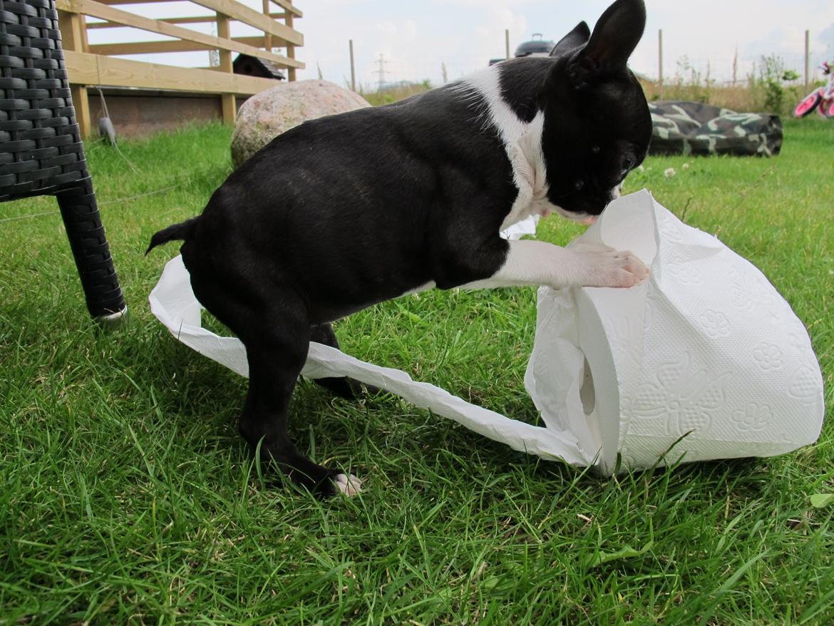 Boston terrier Bodil - 10 uger billede 6