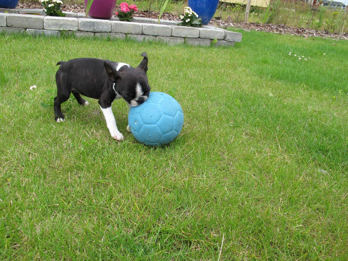 Boston terrier Bodil - 10 uger billede 7