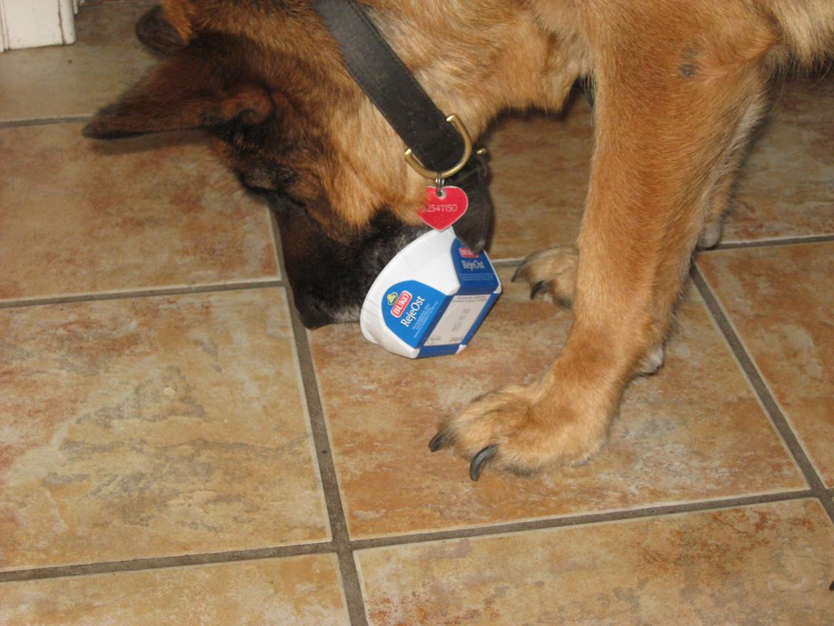 Schæferhund Bonnie - Bonnie forsøger at finde rejen i rejeosten men selv en god sporhund måtte give op billede 12