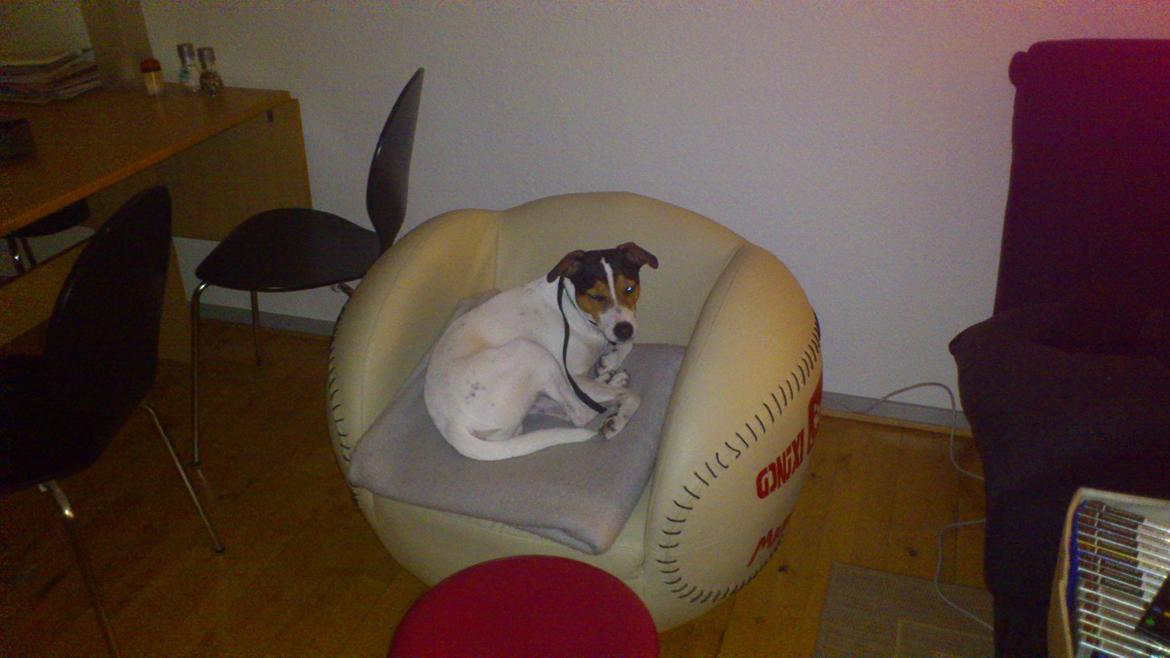 Jack russell terrier Travis billede 2