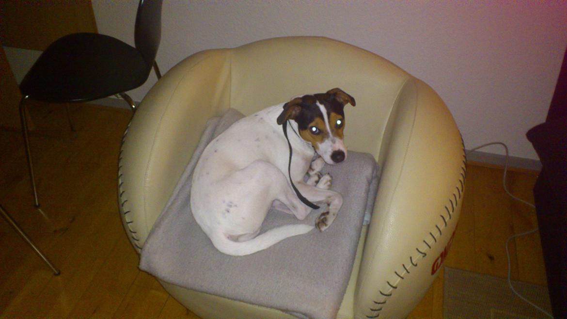 Jack russell terrier Travis billede 3