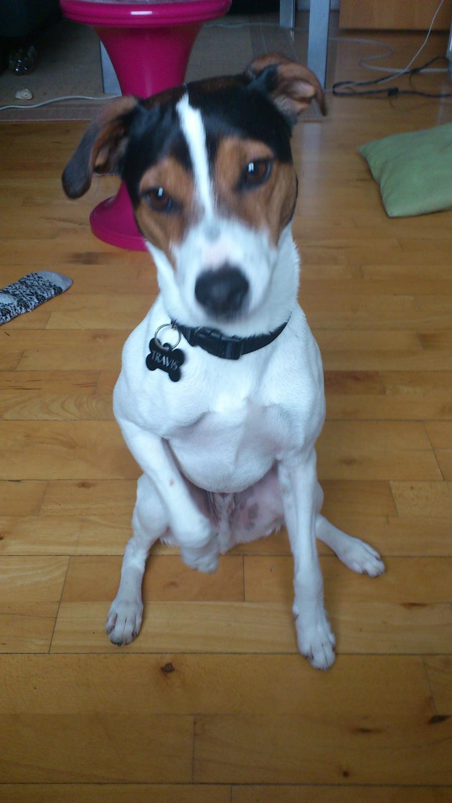 Jack russell terrier Travis billede 4
