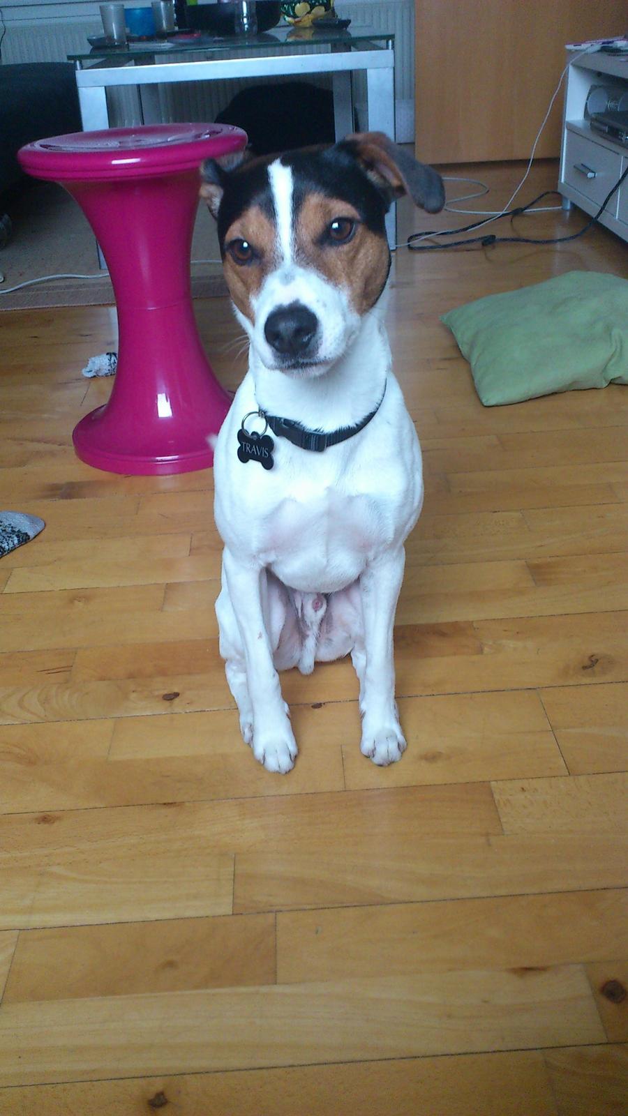Jack russell terrier Travis billede 5
