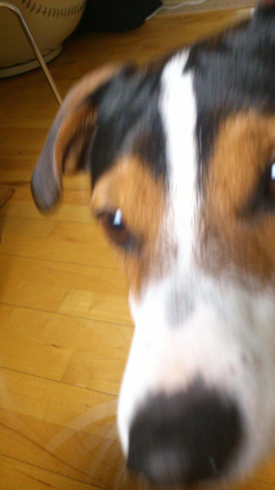 Jack russell terrier Travis billede 6