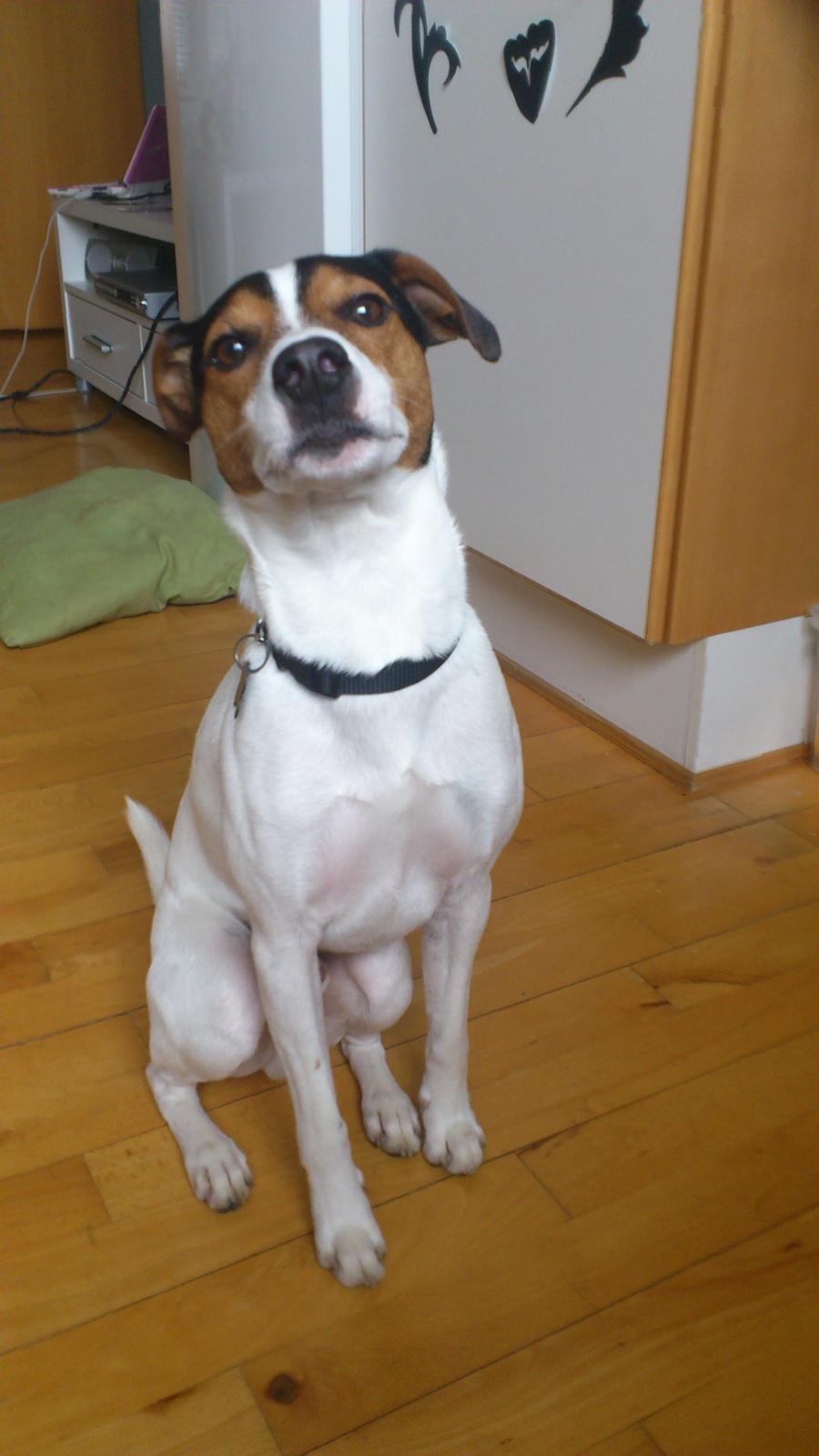 Jack russell terrier Travis billede 7