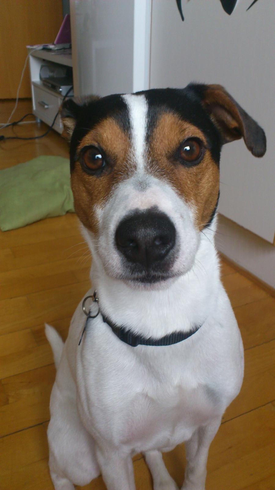 Jack russell terrier Travis billede 8