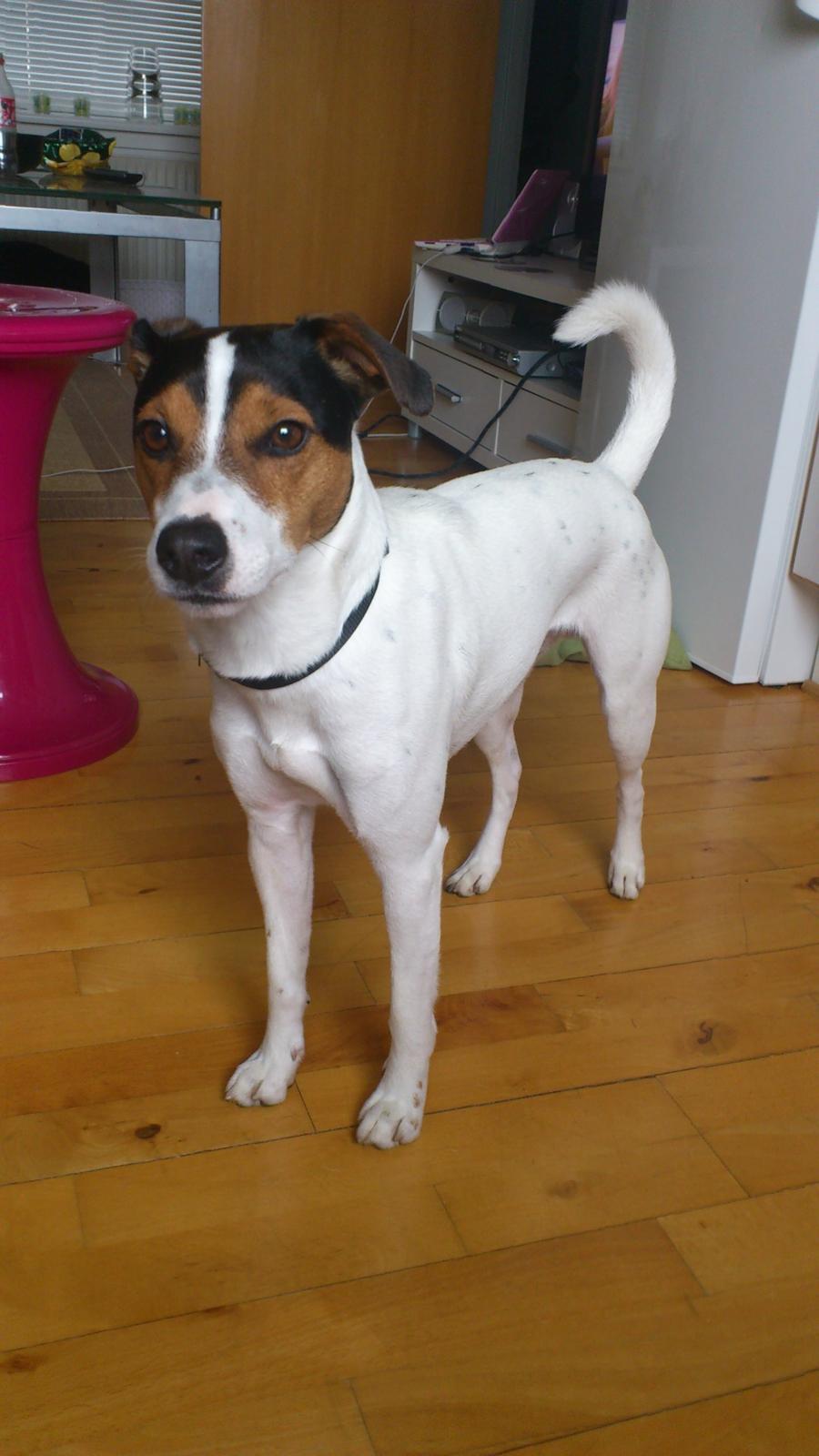 Jack russell terrier Travis billede 9